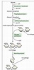 Glycogenesis Pathway, Definition, Glycogen Synthesis Steps, Cycle and ...