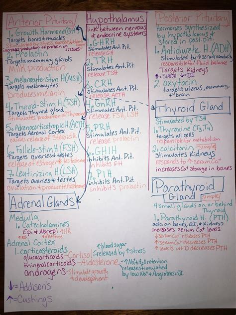 Hormones Cheat Sheet Endocrine System Cheat Sheet Hormone Function Hot Sex Picture