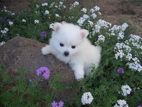 Miniature American Eskimo Dog