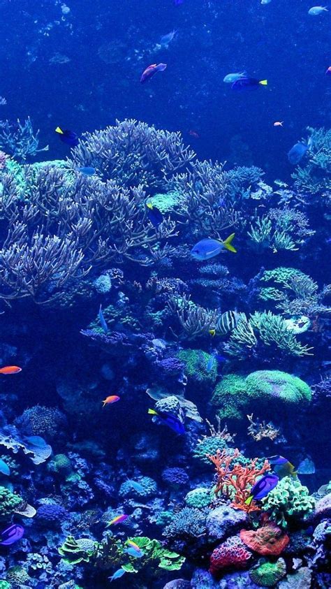 Coral Reef Phone Wallpapers Top Free Coral Reef Phone Backgrounds