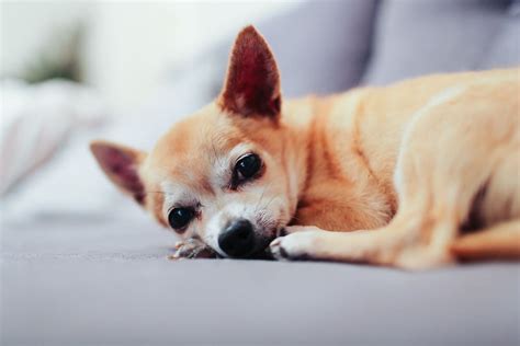 Sometimes cats and dogs suffer an ongoing condition like diabetes, cancer or epilepsy. Pet insurance for senior dogs