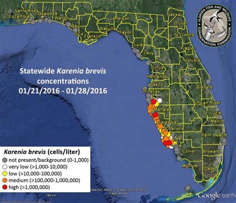 Top 95 Pictures Pictures Of Red Tide In Florida Completed
