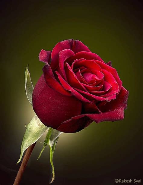 A Single Rose Is My Garden Rakesh Syal Photography Good Morning