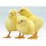 Chick Breeders Count Their Losses Following Power Cuts  NewZimbabwecom