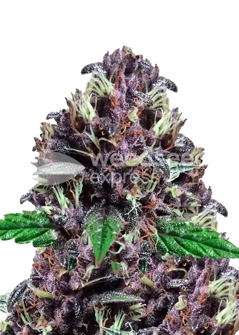 Cbd Purple Kush Autoflower Seeds Strain Info Cbd Purple Kush