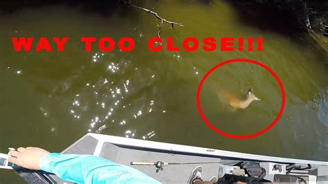 alligator attacks deer north texas lake youtube