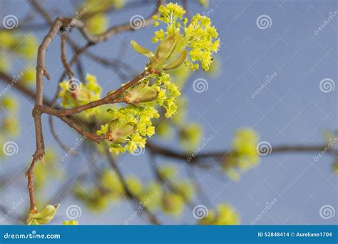 Elm Blossom In Early Springtime Stock Photo Image Of Sunlit Fruit