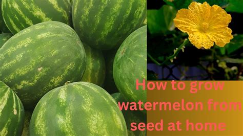 How To Grow Watermelon From Seed At Home Youtube