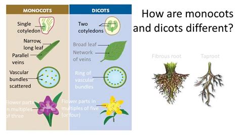 Differences Between Monocots And Dicots Youtube