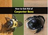 Photos of Carpenter Bee Control Home Depot