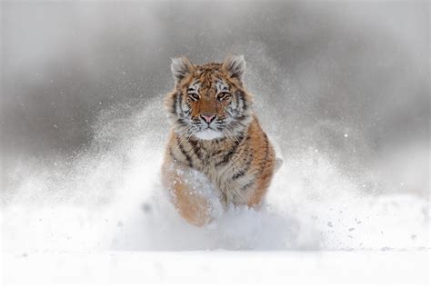 Siberian Tiger Snow Forest High Resolution Stock Photography And Images