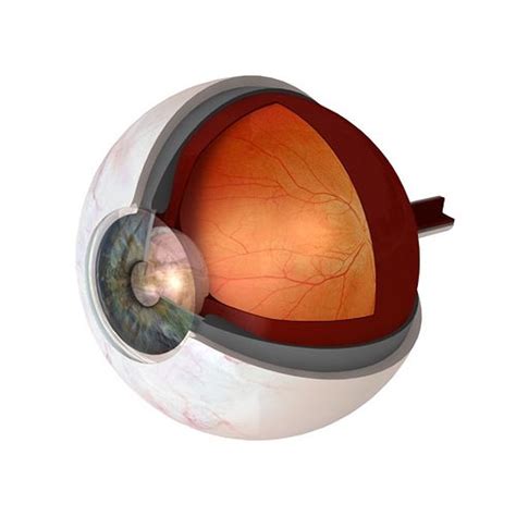 Eye Anatomy Cutaway 3d Cgtrader