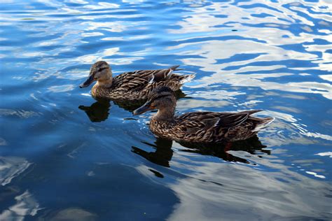 Free Images Wing Lake Pond Reflection Beak Fauna Duck