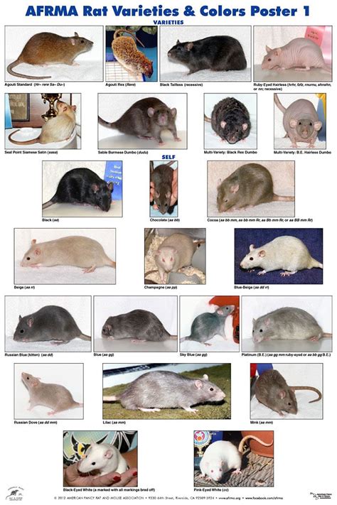 Afrma Rat Varieties And Colors Posters Pet Mice Pet Rats Pet Rat Cages