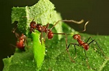 Curiosidades: Las hormigas y como se organizan