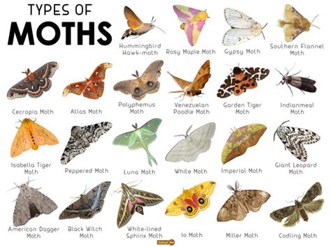 Moth Facts Types Classification Habitat Diet Adaptations