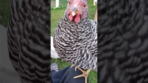 Chicken Cuddles Youtube