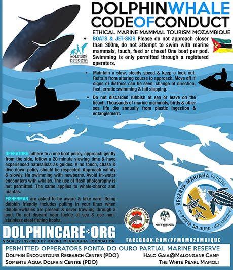Dolphinwhale Code Of Conduct Dolphincare Mozambique Schwimmen