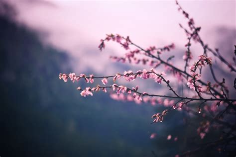 Blossom 4k Wallpapers For Your Desktop Or Mobile Screen