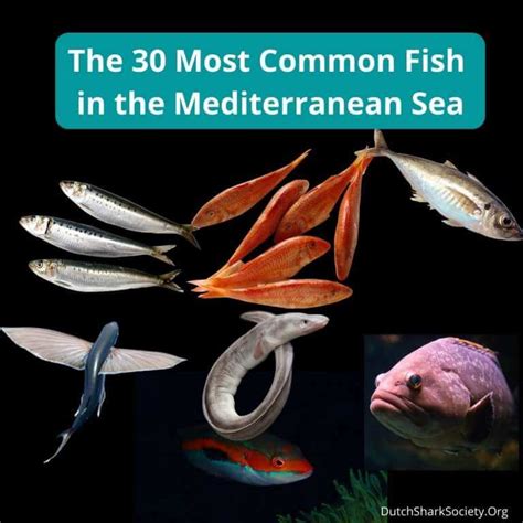 The Complete Mediterranean Fish Species Identification Guide Dutch