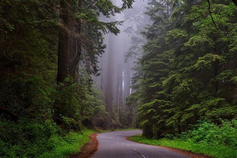 10 Most Beautiful Forests In The World