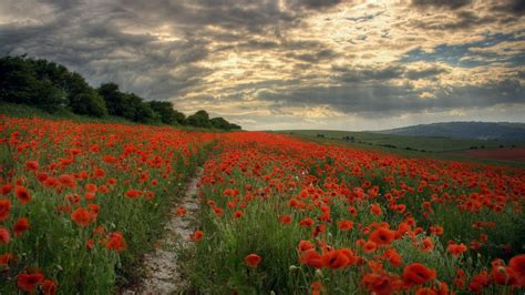 Red Poppy Field Poppies Path Landscape Field Hd Wallpaper