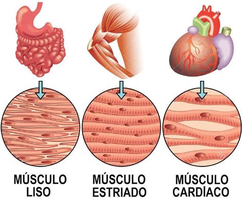 Tipos De Músculos Del Cuerpo Humano【1 Guía Práctica】