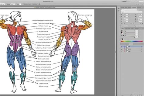 Muscles Of The Human Body Ad Editablevectorillustrationtotally