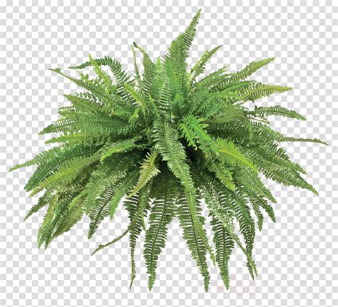 Plants Clipart Fern Vascular Plant Plants Png Download Large Size