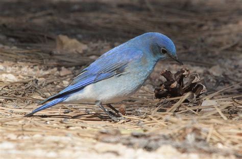 Blue Roads And Boondocking Birds Of Bryce Canyon Utah