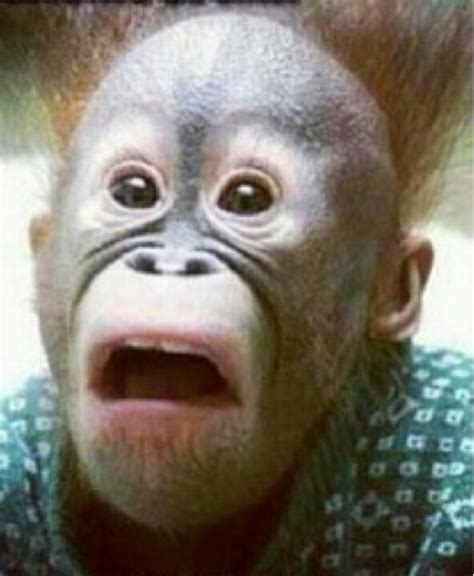 Oh Nolol Funny Animal Faces Monkeys Funny Funny Animal Pictures