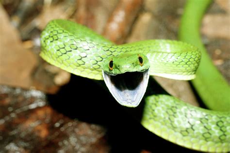 Green Racer Snake Photograph By Dr Morley Readscience Photo Library