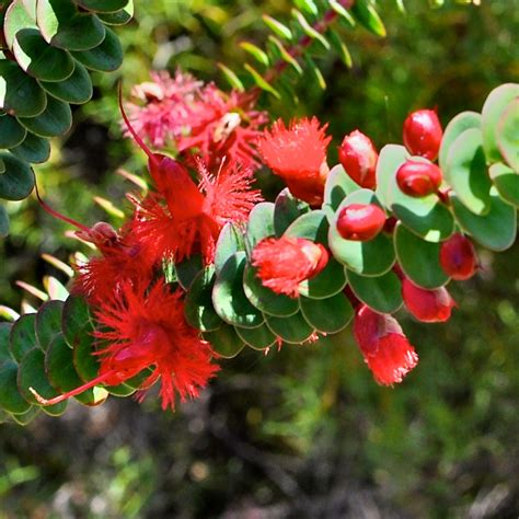 Western Australian Flora