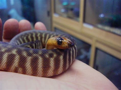 Woma Python Aspidites Ramsayi Evolution Reptiles
