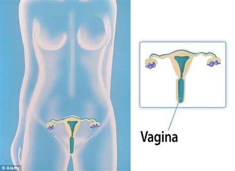 M Dchen Vagina Diagramm Erotische Fotos Von Nackten M Dchen