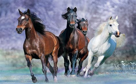 galloping horse desktop background images widescreen wallpaperscom