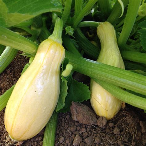 Crookneck Summer Squash Seeds The Plant Good Seed Company