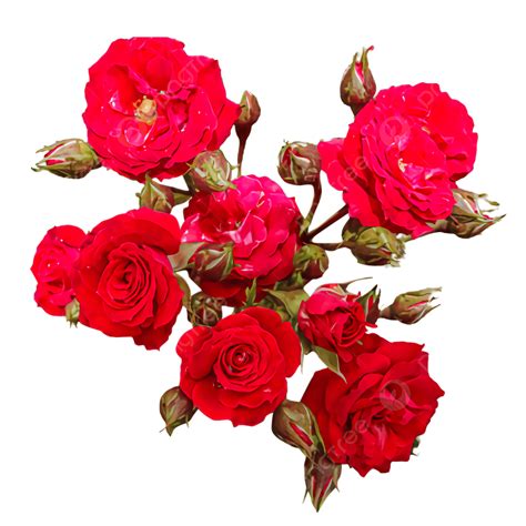 Rose Buds Png Transparent Beautiful Red Roses And Rose Buds Roses