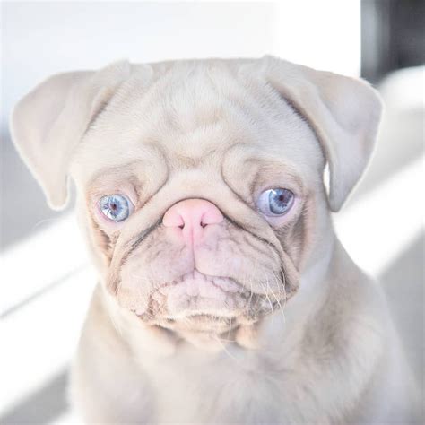 Milkshake Is One Of Only 100 Pink Pugs In The Entire World And Hes So