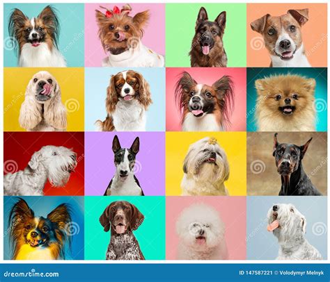 Creative Collage Of Dogs Against Multicolored Backgrounds Stock Image