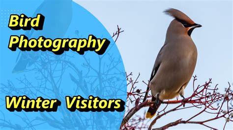 Winter Bird Visitors Youtube