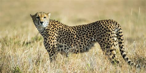 Fastest Land Animals Meet The 10 Fastest In The World ⚡