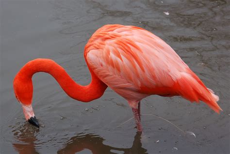 Flamingo Birds Free Hd Wallpapers And Bio Everything 4u