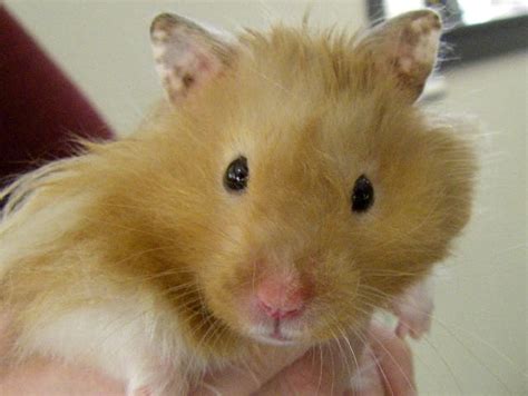 Blonde Hamster Gladstone Veterinary Clinic