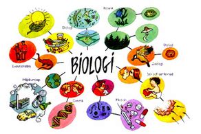 Objek Permasalahan Biologi Tingkat Organisasi Kehidupan Artikelsiana