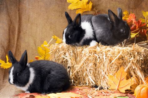 Dutch Rabbits All You Need To Know Home And Roost