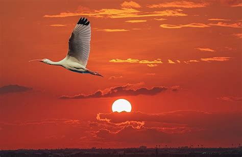 Ibis Sunset Sunset Photography Articles Photography