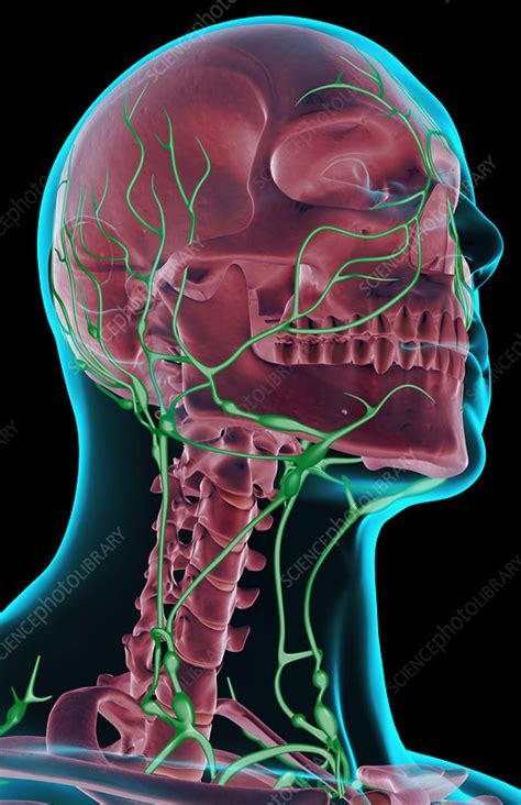 The Lymph Supply Of The Head And Neck Stock Image F0018950