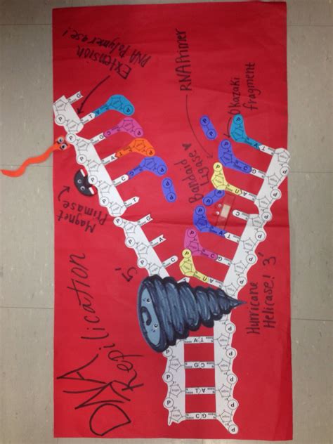 Dna Replication Poster With Images Biology Projects