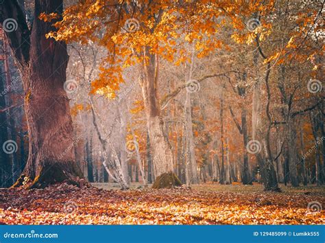 Beautiful Nature Fall Landscape Forest On Sunny Autumn Day Stock Image